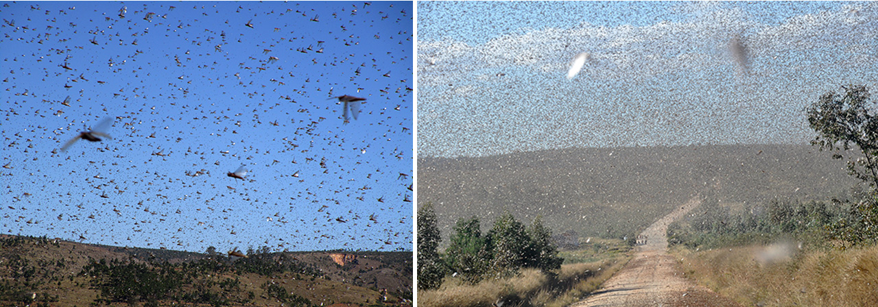 Swarm of Locusts of Biblical Proportions