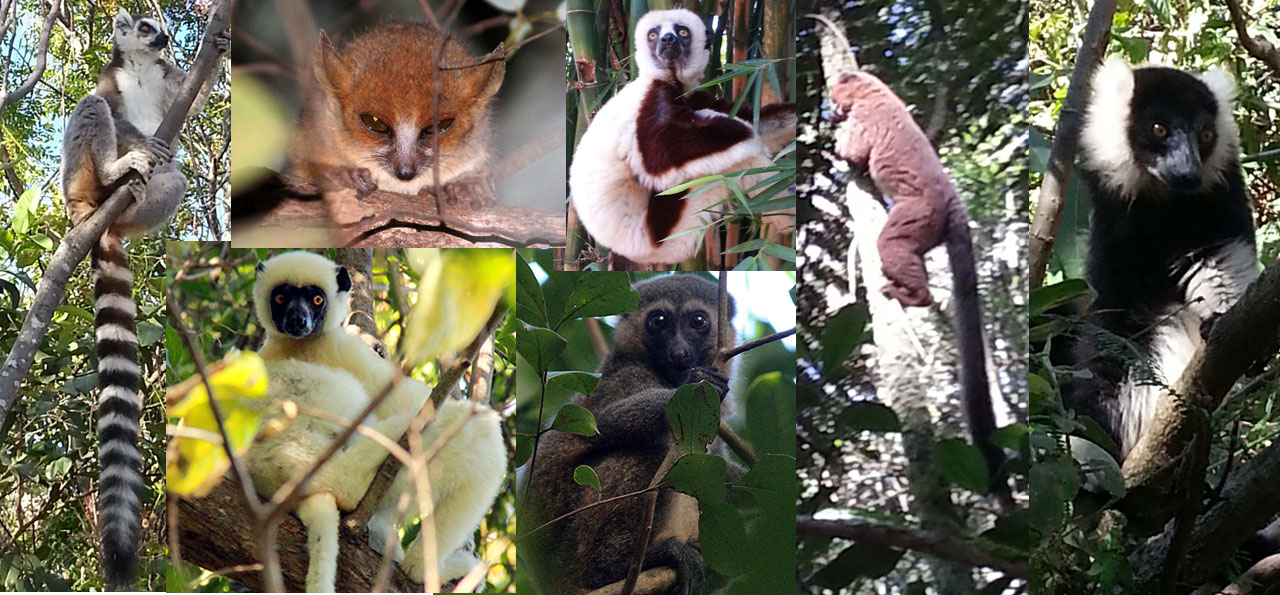 Lemurs of Ranomafana Park