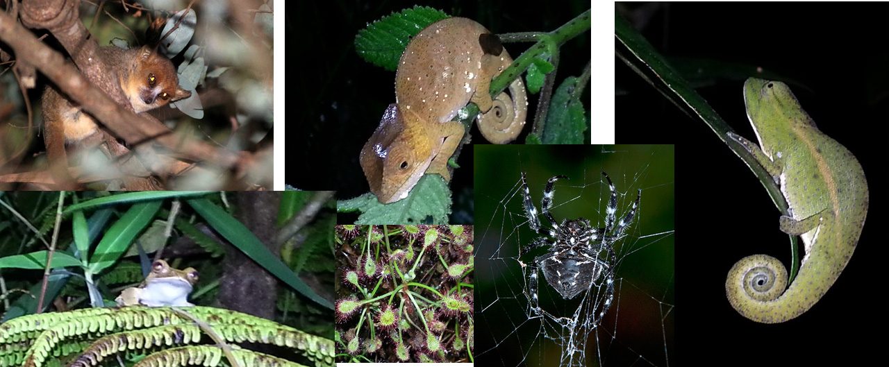 Nocturnal Creatures of Ranomafana Park